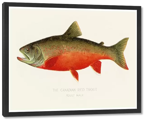 Canadian red trout illustration 1899