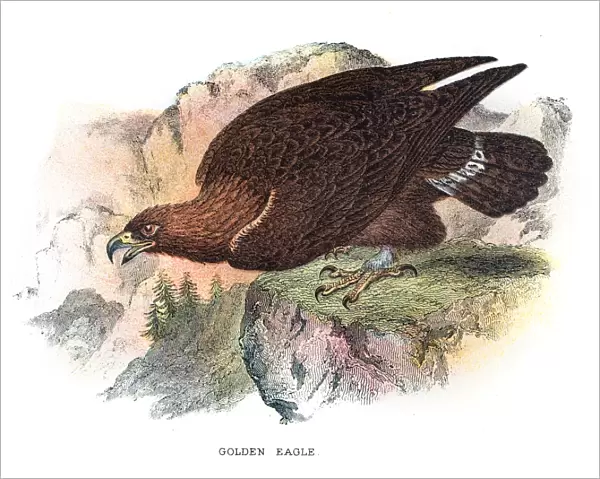 Golden eagle illustration 1896