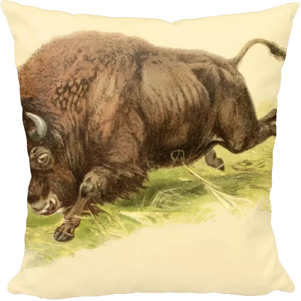 Bison illustration 1888