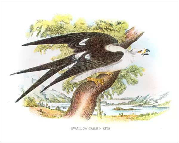 Swallow-tailed kite engraving 1896