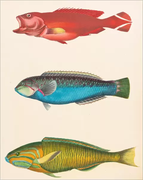 Tropical asian fishes illustration 1856