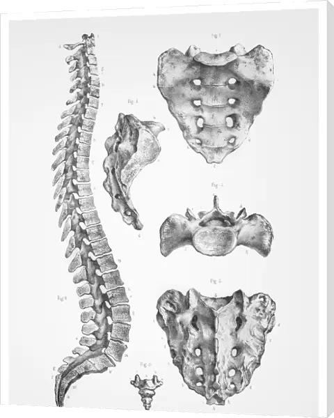 Human spine anatomy illustration 1866