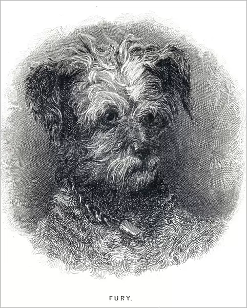 Terrier Dog engraving 1841