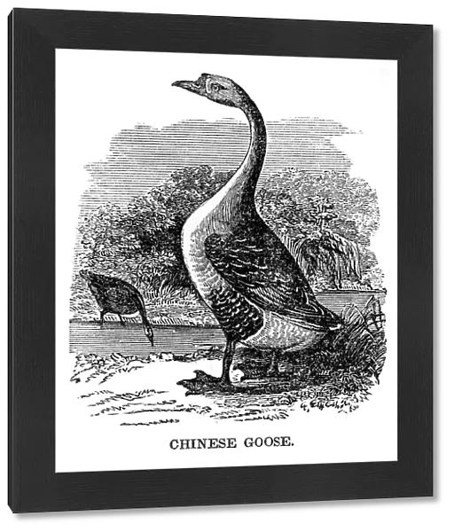 Chinese Goose engraving 1841