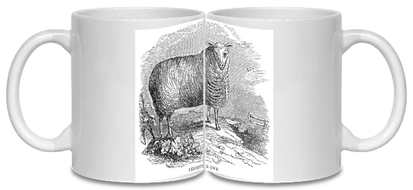 Leicester sheeps engraving 1841
