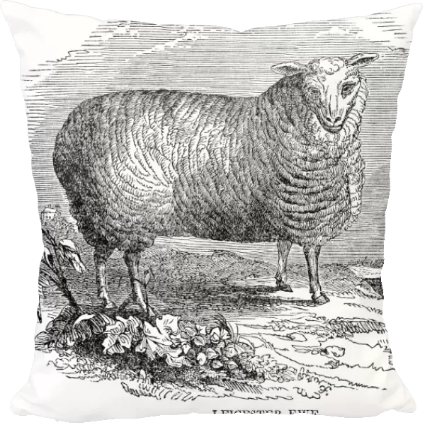 Leicester sheeps engraving 1841