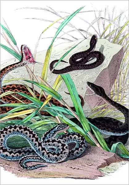 Viper snakes engravings 1853