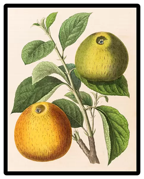 Apple illustration 1853