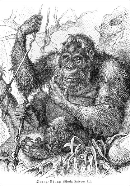 Orangutan engraving 1882