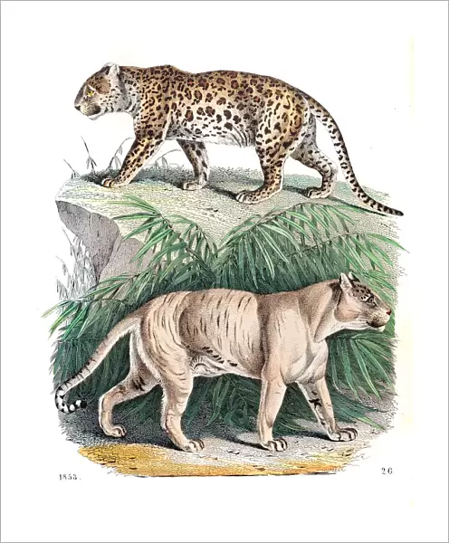 Panter and Lion-tiger engraving 1853