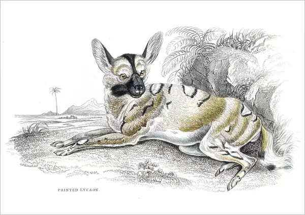 African wild dog engraving 1840