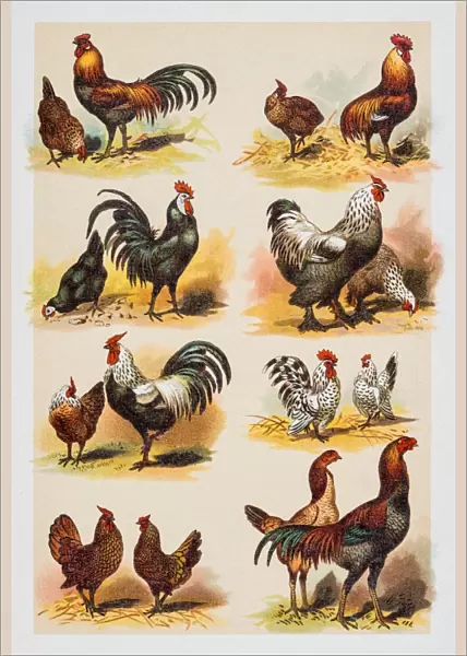 Chicken and Rooster engraving 1882