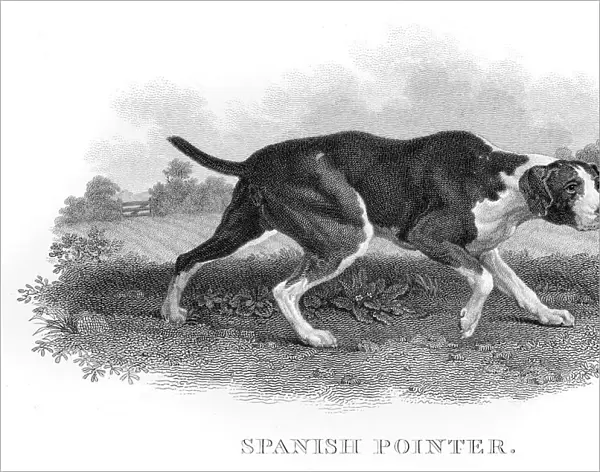 Spanish Pointer engraving 1812