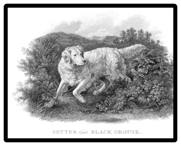 Setter and Grouse engraving 1812