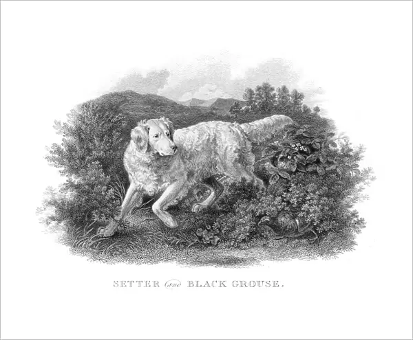 Setter and Grouse engraving 1812