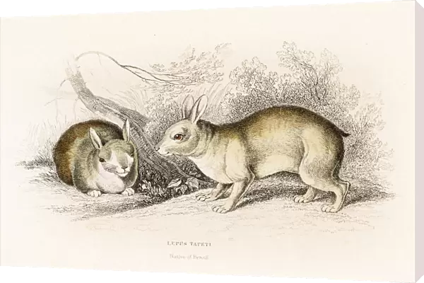 The Brazilian hare engraving 1855