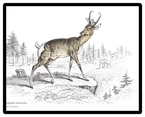 The Pronghorn antelope engraving 1855