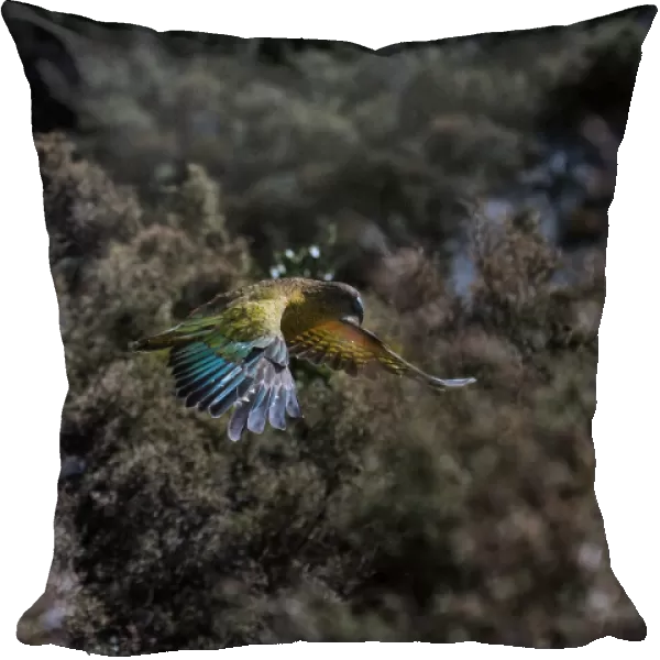 Kea (Nestor notabilis) in flight, New Zealand