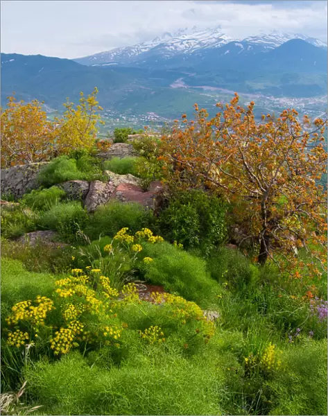 Erciyes peak and landscape view in summer season