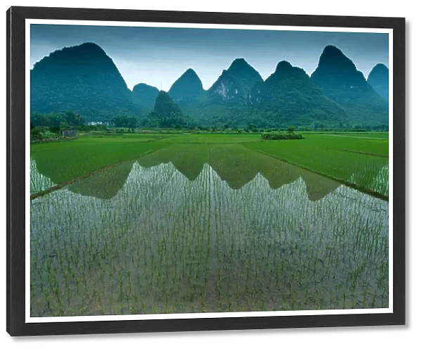 Rice field in Yangshuo