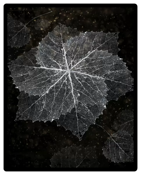 Aspen lace snowflake