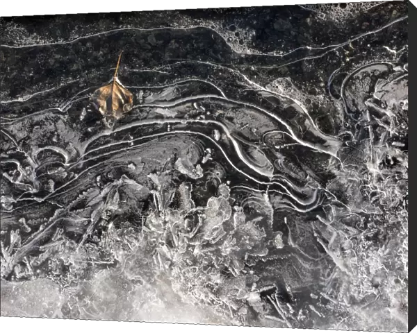 Cryogenic leaf - entombed in ice