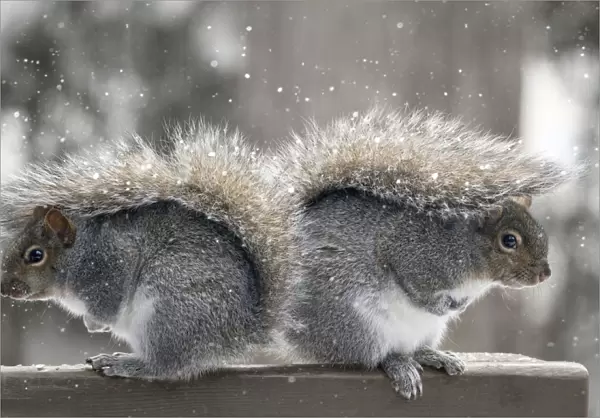 Back to back squirrels
