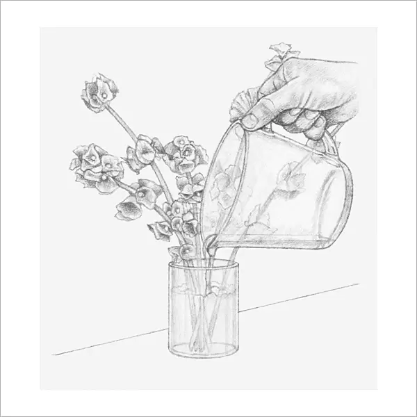 Black and white illustration of hand pouring glycerine and water mixture in vase containing Moluccella stems (preserving flowers)