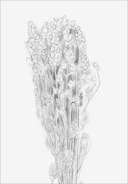 Black and white illustration of a bunch of dried flowers