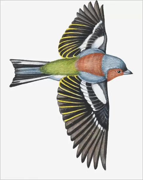 Illustration of a Chaffinch (Fringilla coelebs) in flight