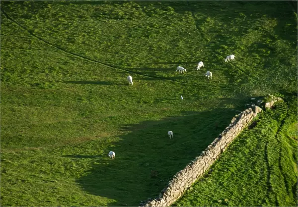 Group of sheep at Isle of Skye