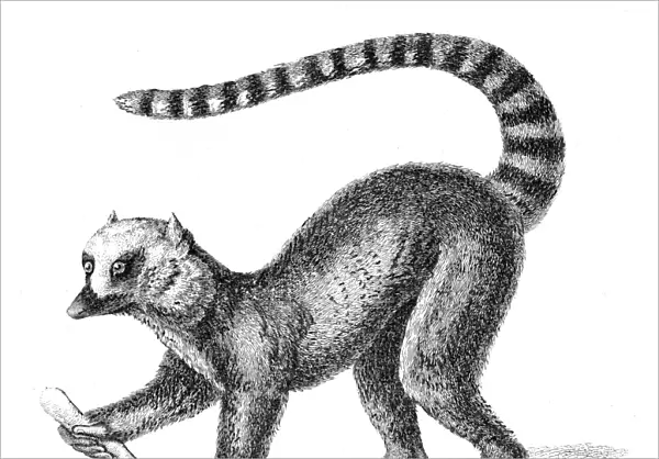 Lemur illsutration 1869
