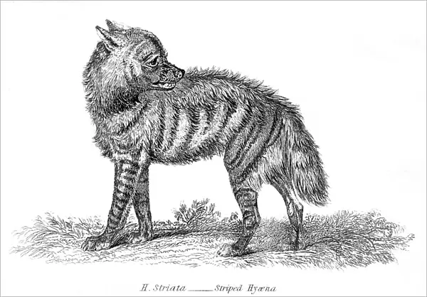 Stripped hyena illustration 1803