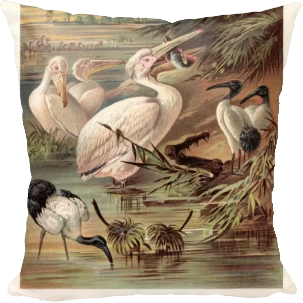 Pelicans illustration 1888
