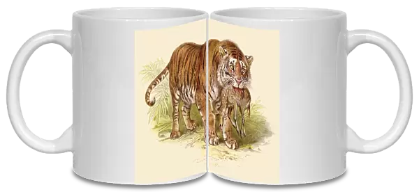 Tiger with deer prey illustration 1888