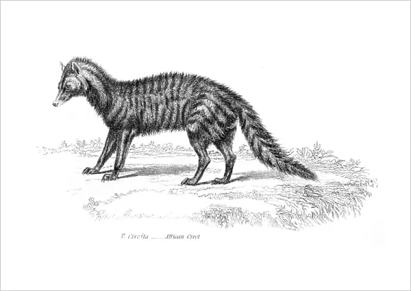 African civet engraving 1803