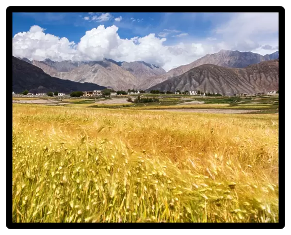 The golden rice field at Khardungla village