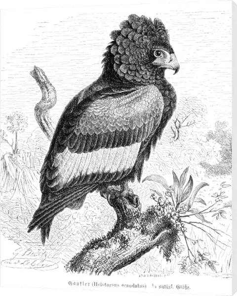 Bateleur eagle engraving 1892