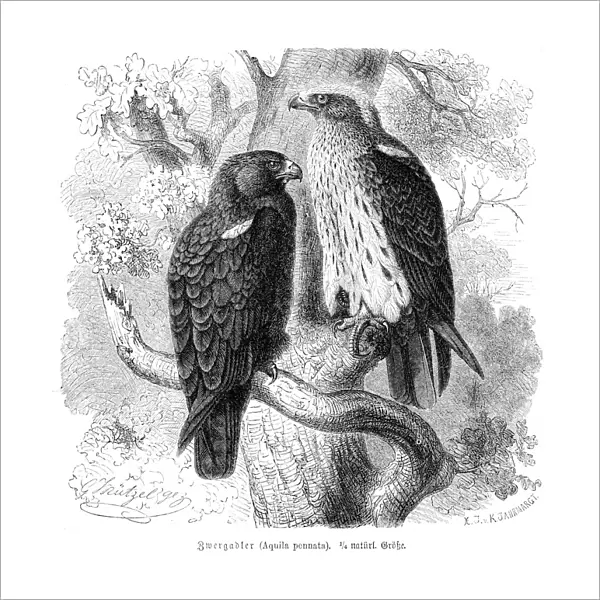 Booted eagle engraving 1892