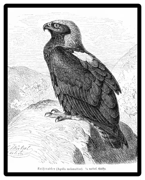 Eagle engraving 1892