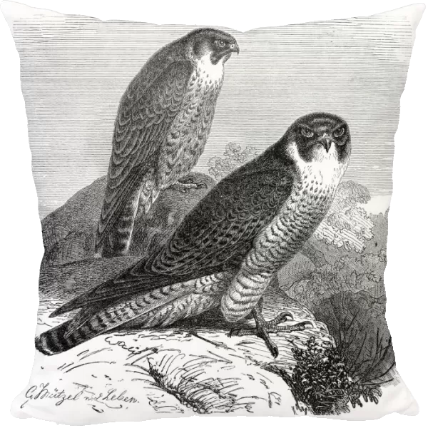 Peregrine Falcon engraving 1892
