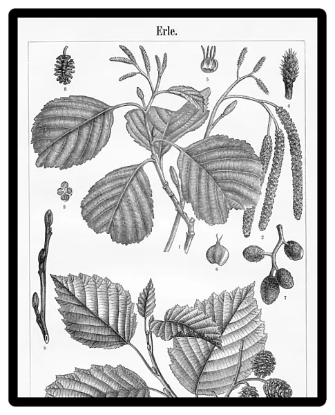 Alder tree leaf and fruit engraving 1895