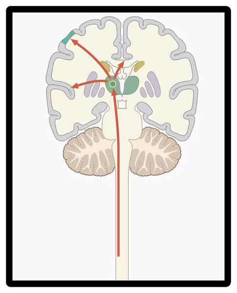 Digital illustration of pain signal to area of somatosensory cortex in human brain via spine