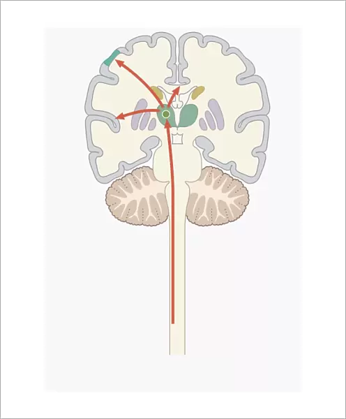 Digital illustration of pain signal to area of somatosensory cortex in human brain via spine