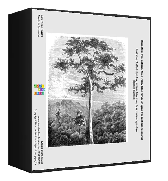 Bark cloth tree, antiaris, false iroko, false mvule or upas tree (antiaris toxicaria)