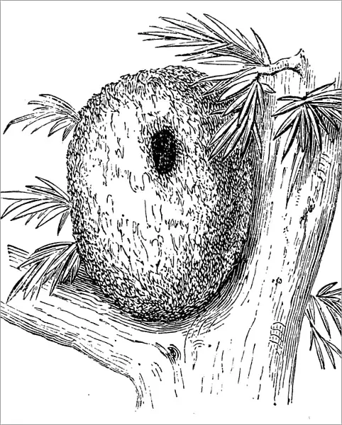 Long tailed tit nest (aegithalos caudatus)