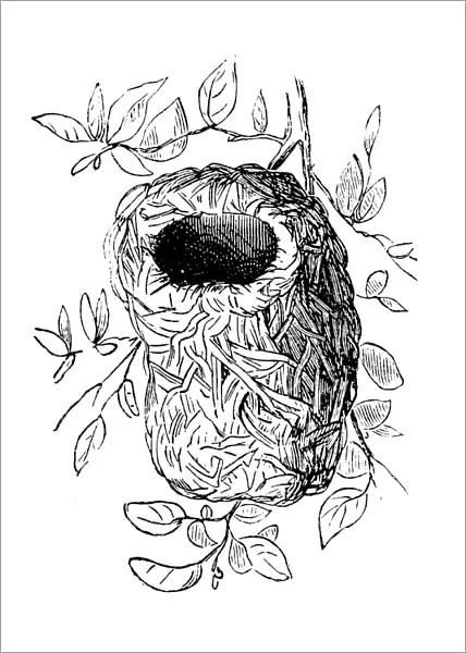 Nest of Ploceidae
