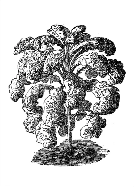 Brassica oleracea lacinata, wild cabbage or Forage kale