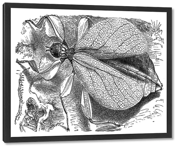leaf insect (phyllium siccifolium)