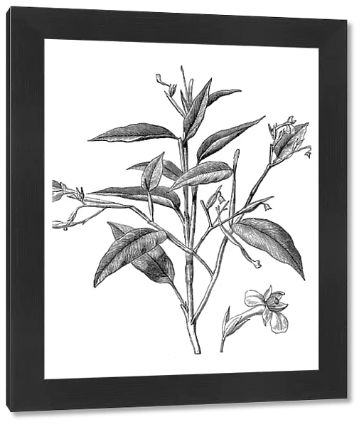 Maranta arundinacea, also known as arrowroot, maranta, West Indian arrowroot, obedience plant, Bermuda arrowroot, araru, ararao or hulankeeriya